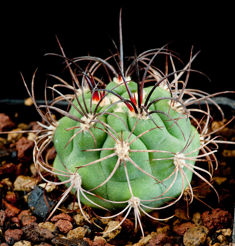 Gymnocalycium saglionis ssp tilcarense